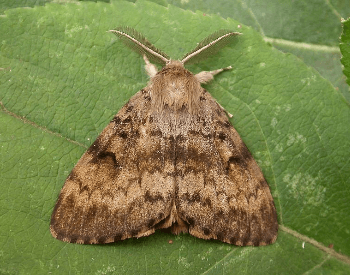 A photo of a gypsy moth (Lymantria dispar) adult
