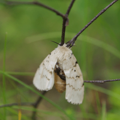 A Picture of a Gypsy Moth