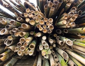 A picture of bamboo harvested for human use