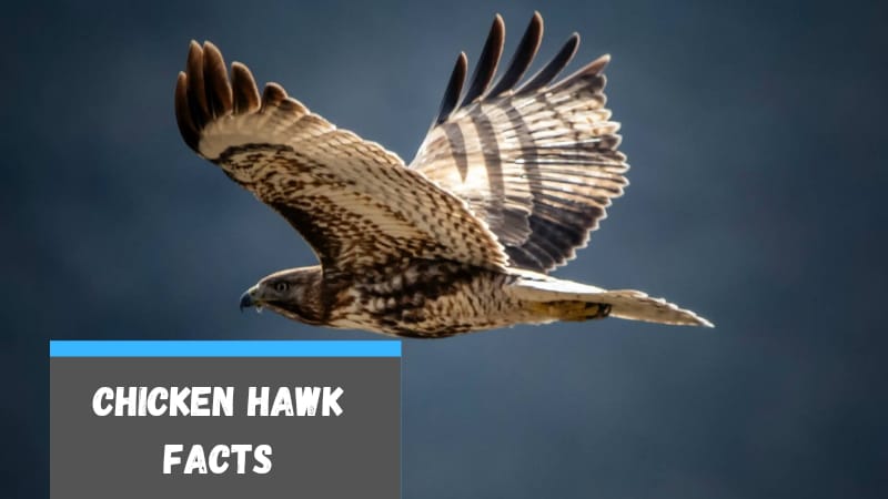 Chicken Hawk Bird Facts