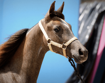 A picture of an Arabian horse foal