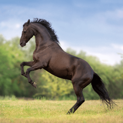 A Picture of Horse