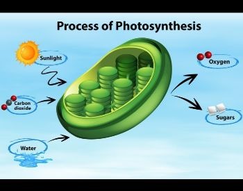 How photosysthensis works for kids