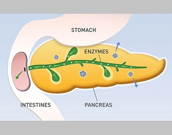 A diagram showing how the human pancreas works