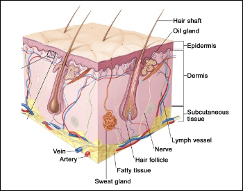 A diagram of the many different layers of skin