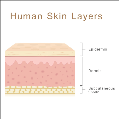 A Diagram of the Human Skin