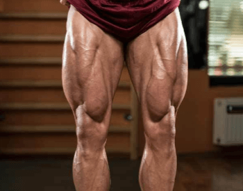 A picture of the upper leg muscles (quads) of a human