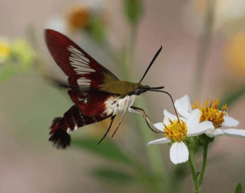 A photo of a hummingbird moth feeding