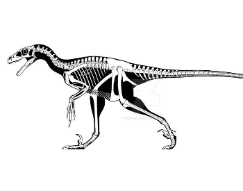 An illustration of a Deinonychus skeleton
