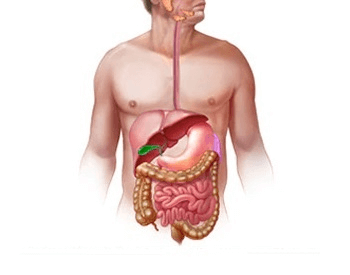 An illustration of all the organs that make up the human digestive system