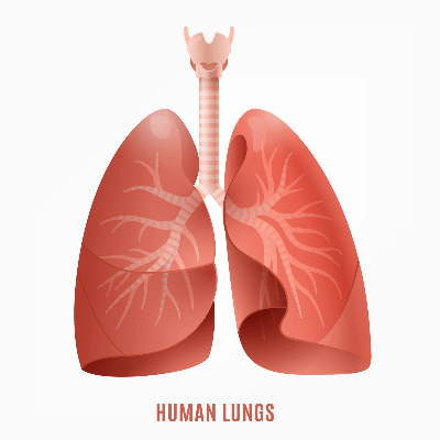 A Picture of the human lungs