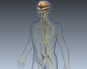 A 3D illustration of the human nervous system