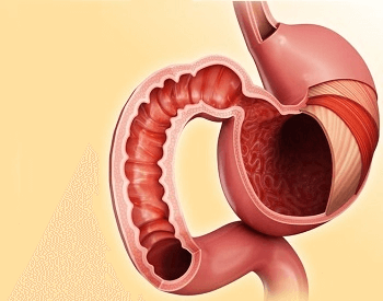 An illustration of the human stomach
