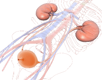 An illustration showing the entire human urinary system