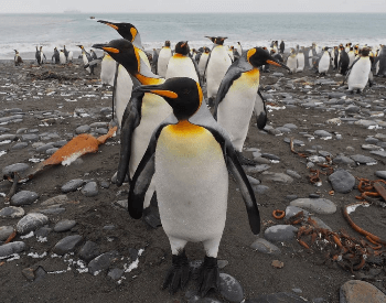 A picture of an King Penguin (Aptenodytes patagonicus)