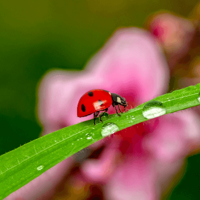 A Picture of a Ladybug