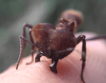 A picture of a leafcutter ant biting a human
