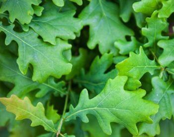 A picture of the leaves on an oak tree