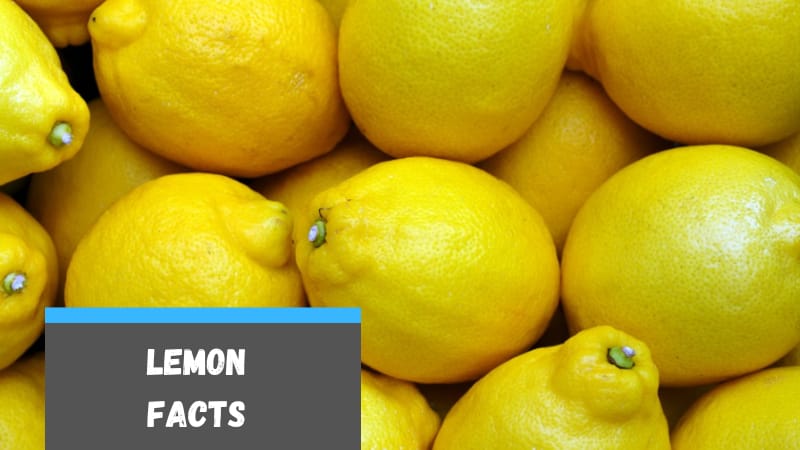 30 Lemon Facts