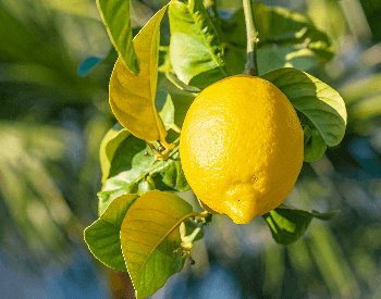 A close-up picture of a lemon on a lemon tree