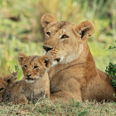 A Picture of Lions