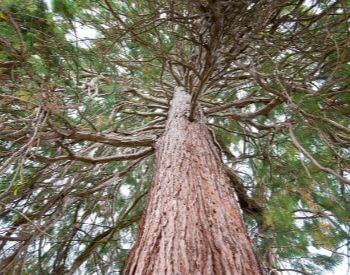 A picture of the top view of a giant sequoia trees