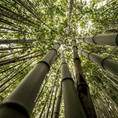 A Picture of Bamboo