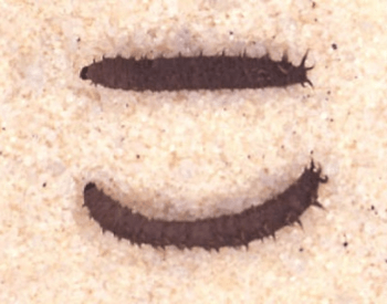 A picture of two love bug larva up close