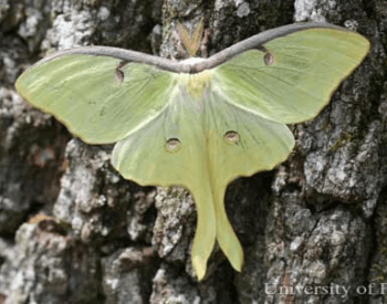 A photo of a luna moth on a tree