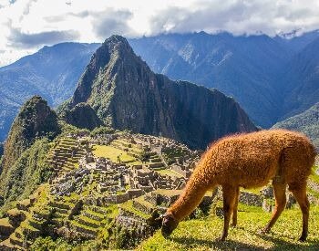 A picture of Machu Picchu with a brown llama in the foreground