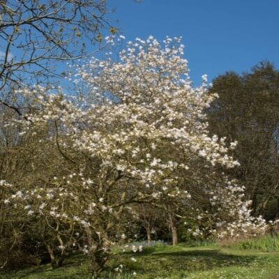 A Picture of a Magnolia Tree