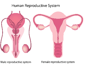 A picture of the male and female reproductive system