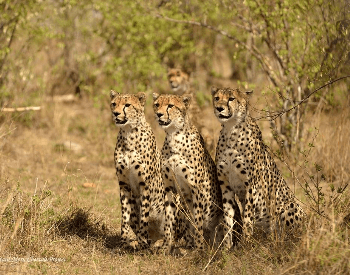A picture of a cheetah coalition