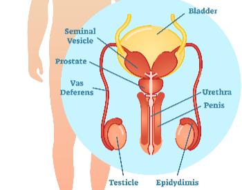 An illustration of the male reproductive organs