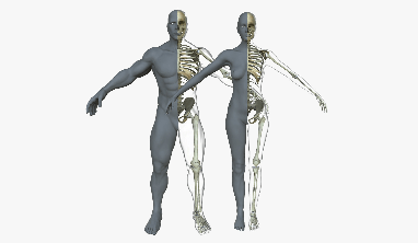 A diagram that compares the male and a female skeleton