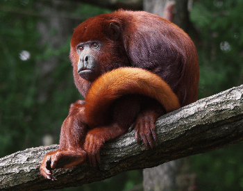 A picture of a mantled howler (alouatta seniculus)