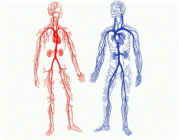 A diagram showing the arteries and veins of the human body, red is oxygenated, blood is deoxygenated