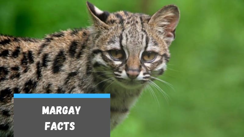 50 Margay Facts