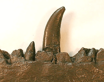 A picture of a replica Megalosaurus tooth