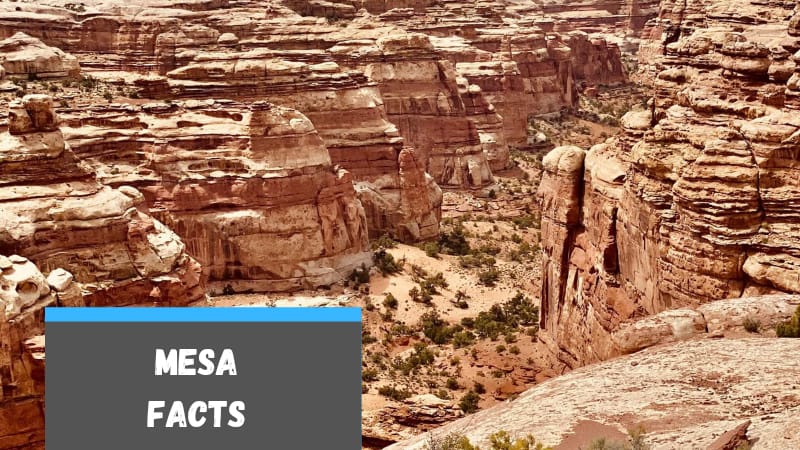 Facts about Mesa