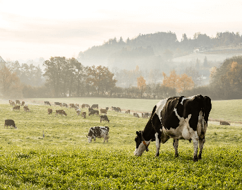 A picture of milk cows grazing in a field