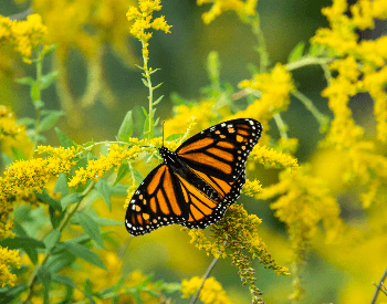 A picture of a Monarch Butterfly (Danaus plexippus)