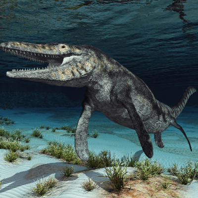 Mosasaurus hoffmanni