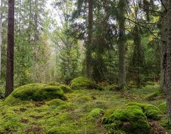 A picture of moss in a forest