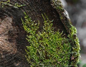 A picture of moss on a log