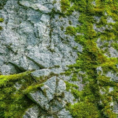 A Picture of Moss on a Rock