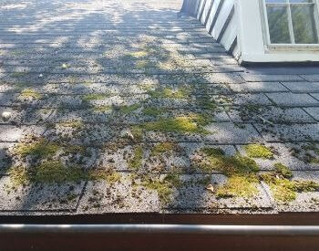 A picture of moss on a roof