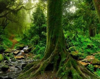 A picture of moss on a tree