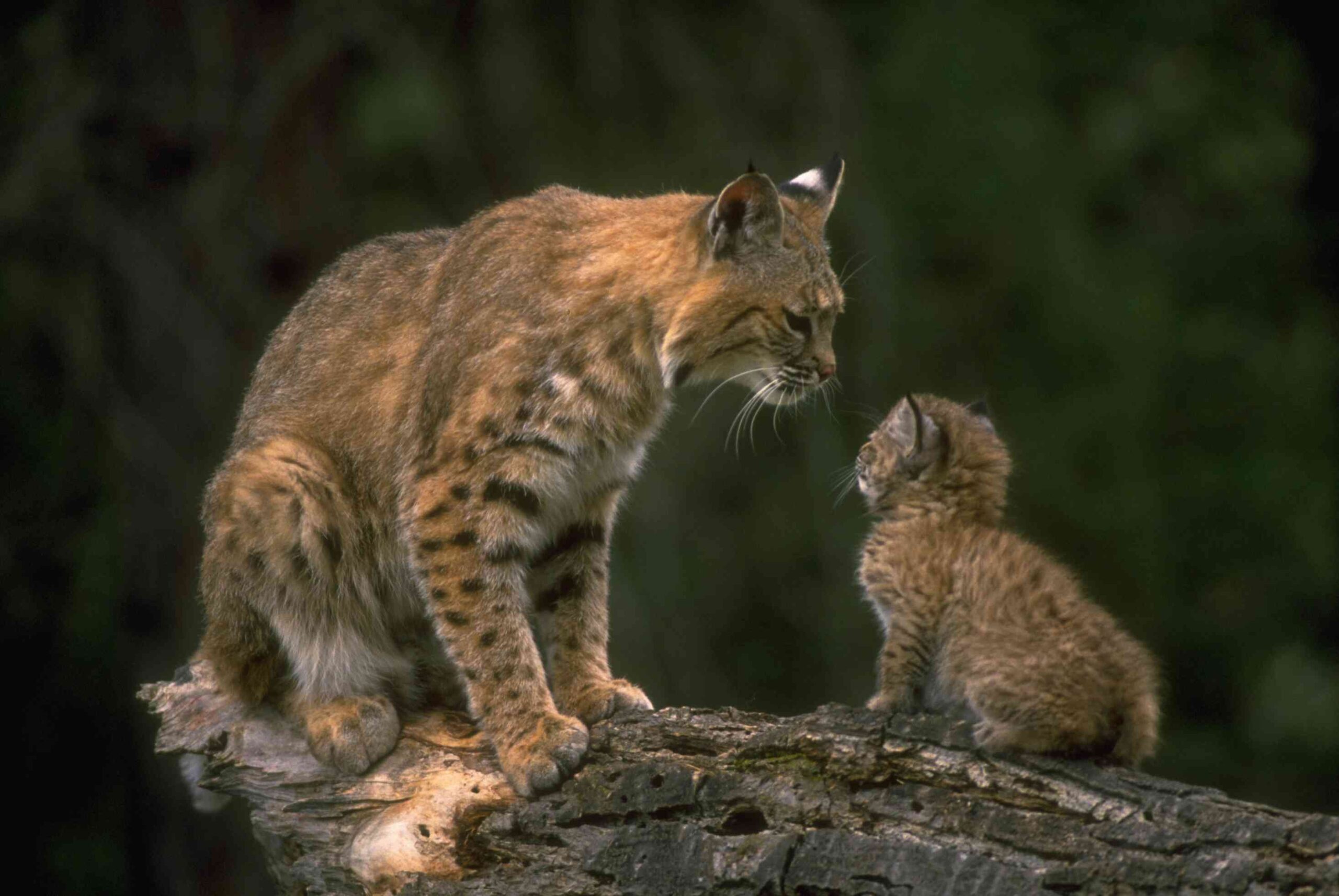 Bobcat Facts