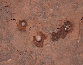 A picture of multiple dinosaur eggs found in Arizona